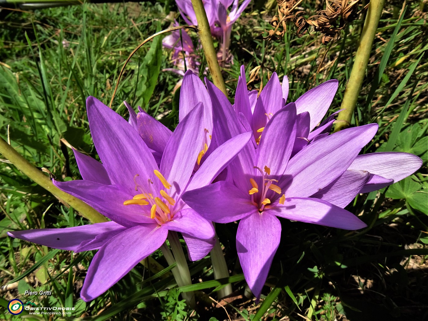 03 Colchicum autumnale (Colchico d'autunno) incontrati sul percorso .JPG